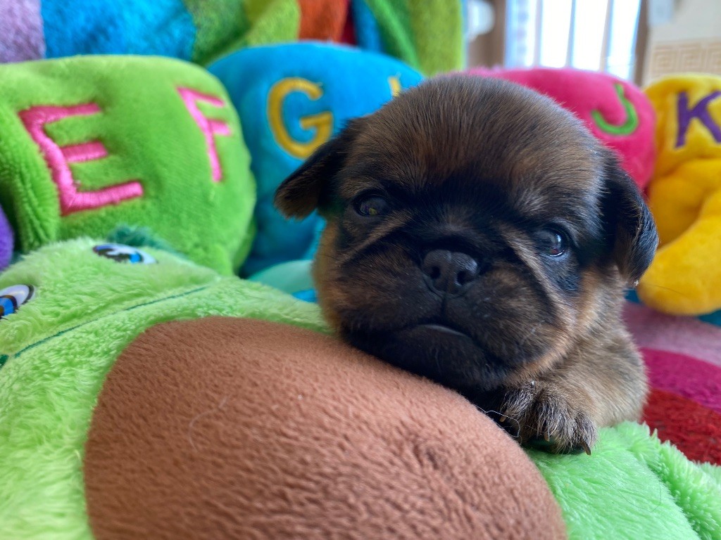 du square du p'tit quinquin - Chiots disponibles - Griffon belge