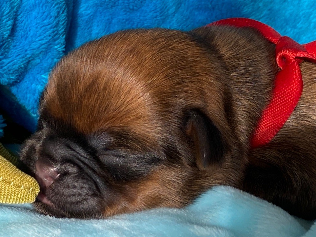 du square du p'tit quinquin - Chiots disponibles - Griffon belge
