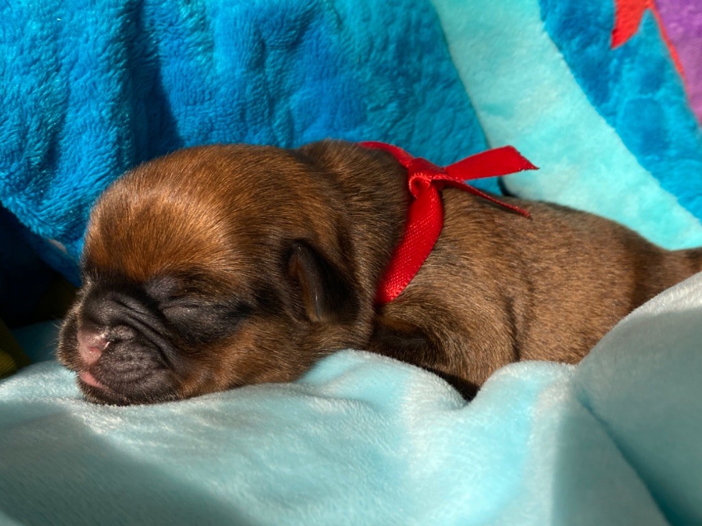 du square du p'tit quinquin - Chiots disponibles - Griffon bruxellois