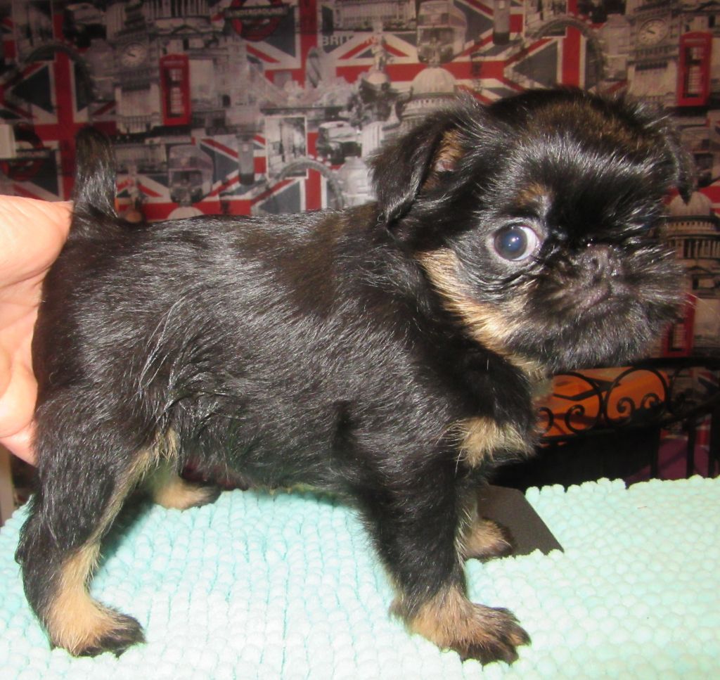 du square du p'tit quinquin - Griffon belge - Portée née le 20/09/2018