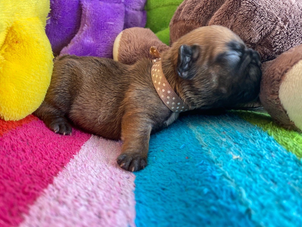 du square du p'tit quinquin - Chiots disponibles - Bouledogue français