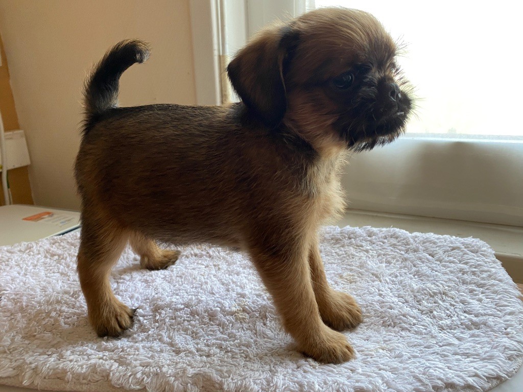 du square du p'tit quinquin - Chiots disponibles - Petit Brabançon