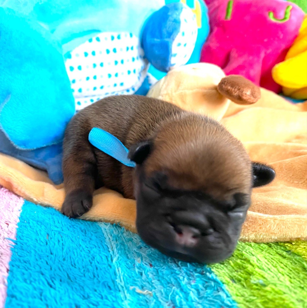 du square du p'tit quinquin - Chiots disponibles - Bouledogue français