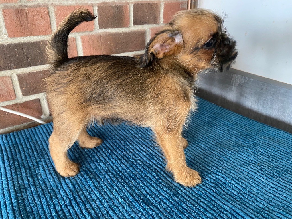 du square du p'tit quinquin - Chiots disponibles - Petit Brabançon