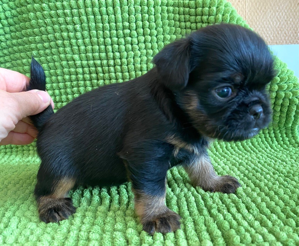 du square du p'tit quinquin - Chiots disponibles - Griffon belge